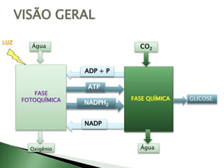 VISÃO GERAL
FASE
FOTOQUÍMICA
LUZ
Oxigênio
ATP
NADPH2
ADP + P
NADP
FASE QUÍMICA
CO2
Água
Água
GLICOSE
 