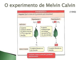 O experimento de Melvin Calvin
(1940)
 