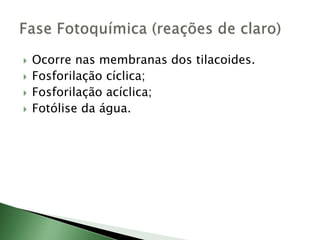  Ocorre nas membranas dos tilacoides.
 Fosforilação cíclica;
 Fosforilação acíclica;
 Fotólise da água.
 