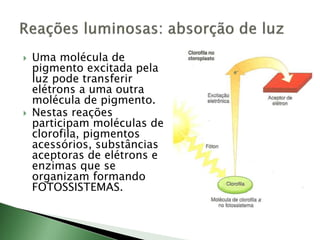  Uma molécula de
pigmento excitada pela
luz pode transferir
elétrons a uma outra
molécula de pigmento.
 Nestas reações
participam moléculas de
clorofila, pigmentos
acessórios, substâncias
aceptoras de elétrons e
enzimas que se
organizam formando
FOTOSSISTEMAS.
 