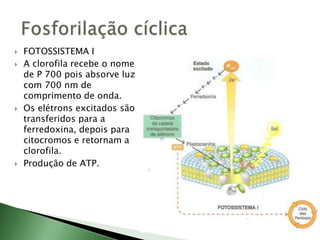  FOTOSSISTEMA I
 A clorofila recebe o nome
de P 700 pois absorve luz
com 700 nm de
comprimento de onda.
 Os elétrons excitados são
transferidos para a
ferredoxina, depois para
citocromos e retornam a
clorofila.
 Produção de ATP.
 