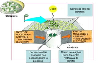 Cloroplasto 
Par de clorofilas 
especiais que 
desencadeiam o 
processo 
Complexo antena: 
clorofilas 
Centro de reações 
Com diferentes 
moléculas de 
clorofila 
 