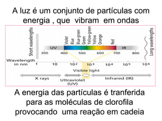A luz é um conjunto de partículas com 
energia , que vibram em ondas 
A energia das partículas é tranferida 
para as moléculas de clorofila 
provocando uma reação em cadeia 
 