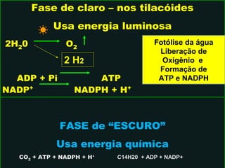 Fase de claro – nos tilacóides 
Usa energia luminosa 
2H20 O2 
2 H2 
ADP + Pi ATP 
NADP+ NADPH + H+ 
Fotólise da água 
Liberação de 
Oxigênio e 
Formação de 
ATP e NADPH 
FASE de “ESCURO” 
Usa energia química 
CO2 + ATP + NADPH + H+ C14H20 + ADP + NADP+ 
 