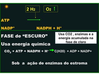 2 H2 
O2 
ATP 
NADP+ NADPH + H+ 
FASE de “ESCURO” 
Usa energia química 
CO2 + ATP + NADPH + H+ C(H20) + ADP + NADP+ 
Usa CO2 , enzimas e a 
energia acumulada na 
fase de claro 
Sob a ação de enzimas do estroma 
 
