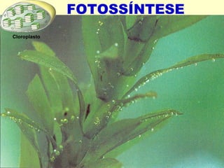 FOTOSSÍNTESE 
Cloroplasto 
 