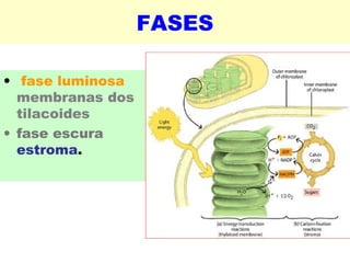 FASES 
• fase luminosa 
membranas dos 
tilacoides 
• fase escura 
estroma. 
 