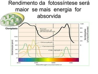 Rendimento da fotossíntese será 
maior se mais energia for 
absorvida 
Cloroplasto 
 