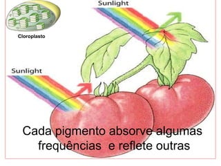 Cloroplasto 
Cada pigmento absorve algumas 
frequências e reflete outras 
 