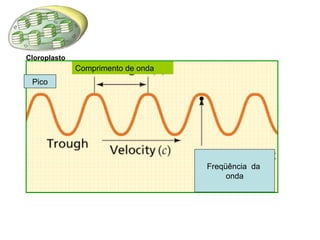 Comprimento de onda 
Freqüência da 
onda 
Cloroplasto 
Pico 
 