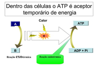Dentro das células o ATP é aceptor 
A 
ATP 
temporário de energia 
Calor 
e 
B ADP + Pi 
RReeaaççããoo eennddoottéérrmmiiccaa 
Reação exotérmica 
 