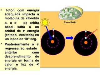 • fotón com energía 
adequada impacta a 
molécula de clorofila 
a, o e- da orbita 
basal salta a un 
orbital de > energía 
(estado excitado) en 
un lapso de 10-15 seg. 
• Posteriormente o e-regressa 
ao estado 
anterior com 
desprendimento de 
energía en forma de 
calor e luz de < 
energia. 
Cloroplasto 
 