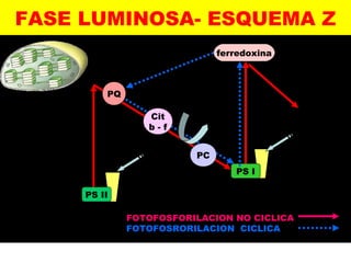 FASE LUMINOSA- ESQUEMA Z 
PS II 
PS I 
1/2 O2 
H2O 
2e- 2e- 
2e- 
2H+ 
NADP+ 
NADPH 
+ H+ 
PQ 
ferredoxina 
2e- 
2e- 
2hv 
2hv 
ADP + Pi 
ATP 
Cit 
b - f 
PC 
FOTOFOSFORILACION NO CICLICA 
FOTOFOSRORILACION CICLICA 
Cloroplasto 
 