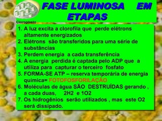 A FASE LLUUMMIINNOOSSAA EEMM 
EETTAAPPAASS 
Cloroplasto 
1. A luz excita a clorofila que perde elétrons 
altamente energizados 
2. Elétrons são transferidos para uma série de 
substâncias 
3. Perdem energia a cada transferência 
4. A energia perdida é captada pelo ADP que a 
utiliza para capturar o terceiro fosfato 
5. FORMA-SE ATP – reserva temporária de energia 
química= FOTOFOSFORILAÇÃO 
6. Moléculas de água SÃO DESTRUÍDAS gerando , 
a cada duas, 2H2 e 1O2 
7. Os hidrogênios serão utilizados , mas este O2 
será dissipado. 
1. A luz excita a clorofila que perde elétrons 
altamente energizados 
2. Elétrons são transferidos para uma série de 
substâncias 
3. Perdem energia a cada transferência 
4. A energia perdida é captada pelo ADP que a 
utiliza para capturar o terceiro fosfato 
5. FORMA-SE ATP – reserva temporária de energia 
química= FOTOFOSFORILAÇÃO 
6. Moléculas de água SÃO DESTRUÍDAS gerando , 
a cada duas, 2H2 e 1O2 
7. Os hidrogênios serão utilizados , mas este O2 
será dissipado. 
 