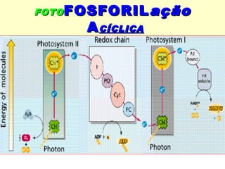 FFOOTTOOFFOOSSFFOORRIILLaaççããoo 
AACCÍÍCCLLIICCAA 
 