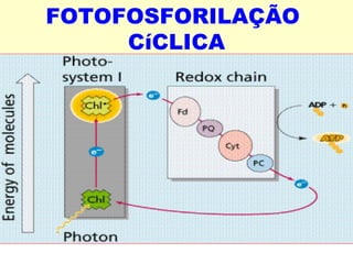 FOTOFOSFORILAÇÃO 
CíCLICA 
 