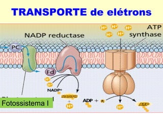 TRANSPORTE de elétrons 
Fotossistema I 
 