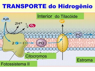 TRANSPORTE do Hidrogênio 
Interior do Tilacóide 
Citocromos 
Fotossistema II 
Estroma 
 