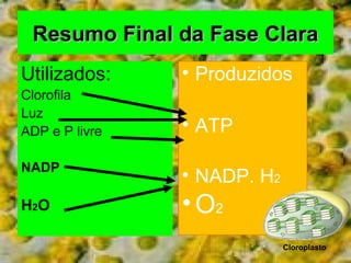 RReessuummoo FFiinnaall ddaa FFaassee CCllaarraa 
Utilizados: 
Clorofila 
Luz 
ADP e P livre 
NADP 
H2O 
• Produzidos 
• ATP 
• NADP. H2 
•O2 
Cloroplasto 
 