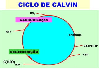 CICLO DE CALVIN 
CO2 
CARBOXILAção 
REGENERAÇÃO 
ATP 
ATP 
NADPH+H+ 
G3P 
enzimas 
C(H2O) 
 