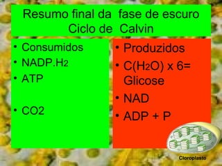 Resumo final da fase de escuro 
Ciclo de Calvin 
• Consumidos 
• NADP.H2 
• ATP 
• CO2 
• Produzidos 
• C(H2O) x 6= 
Glicose 
• NAD 
• ADP + P 
Cloroplasto 
 