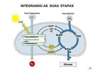 INTEGRANDO AS DUAS ETAPAS 
professora Ionara 34 
Transporte de elétrons 
 
