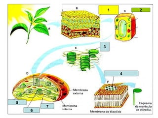 1 2 
3 
professora Ionara 35 
5 
6 
7 
4 
 