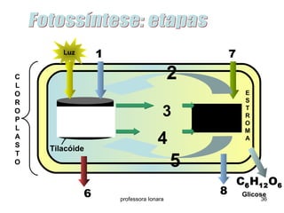 Luz 1 7 
professora Ionara 36 
CLOROPLASTO 
Tilacóide 
Etapa II 
QUÍMICA 
Etapa I 
FOTOQUÍMIC 
A 
2 
5 
8 
C6H12O6 
3 
4 
6 
ESTROMA 
Glicose 
 