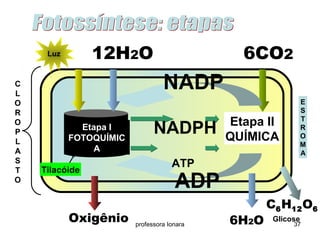 L u z 12H2O 6CO2 
professora Ionara 37 
CLOROPLASTO 
Tilacóide 
Etapa II 
QUÍMICA 
Etapa I 
FOTOQUÍMIC 
A 
NADP 
ADP 
6H2O 
C6H12O6 
NADPH 
ATP 
Oxigênio 
ESTROMA 
Glicose 
 