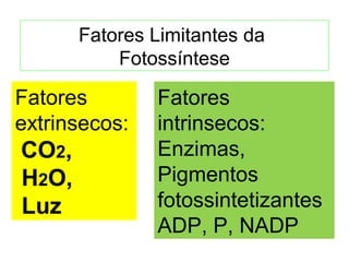 Fatores Limitantes da 
Fotossíntese 
Fatores 
extrinsecos: 
CO2, 
H2O, 
Luz 
Fatores 
intrinsecos: 
Enzimas, 
Pigmentos 
fotossintetizantes 
ADP, P, NADP 
 
