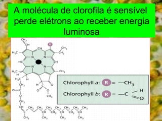 A molécula de clorofila é sensível 
perde elétrons ao receber energia 
luminosa 
 