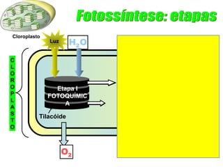 CLOROPLASTO 
Luz H2O CO2 
Tilacóide 
Etapa II 
QUÍMICA 
Etapa I 
FOTOQUÍMIC 
A 
ADP 
NADP 
CHOOHO 
6126 2 
2ESTROMA 
Glicose 
Cloroplasto 
 