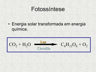 Fotossíntese
• Energia solar transformada em energia
química.
CO2 + H2O C6H12O6 + O2
Luz
Clorofila
 