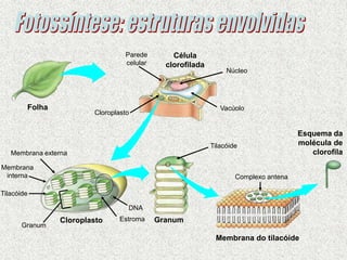 Célula
clorofilada
Membrana do tilacóide
Esquema da
molécula de
clorofila
Folha
Granum
Parede
celular
Cloroplasto
Membrana externa
Membrana
interna
Tilacóide
Granum
Estroma
DNA
Núcleo
Vacúolo
Cloroplasto
Tilacóide
Complexo antena
 