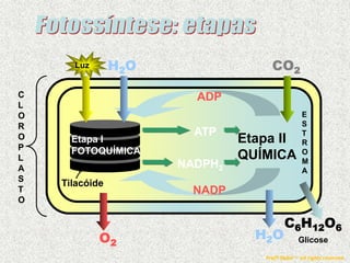 C
L
O
R
O
P
L
A
S
T
O
Tilacóide
Etapa II
QUÍMICA
Etapa I
FOTOQUÍMICA
Luz H2O CO2
ADP
NADP
H2O
C6H12O6
ATP
NADPH2
O2
E
S
T
R
O
M
A
Glicose
Profº Skiba ™ all rights reserved
 