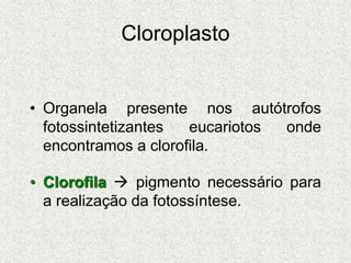 Cloroplasto
• Organela presente nos autótrofos
fotossintetizantes eucariotos onde
encontramos a clorofila.
• Clorofila  pigmento necessário para
a realização da fotossíntese.
 