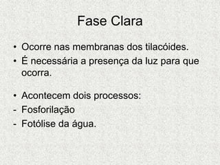 Fase Clara
• Ocorre nas membranas dos tilacóides.
• É necessária a presença da luz para que
ocorra.
• Acontecem dois processos:
- Fosforilação
- Fotólise da água.
 