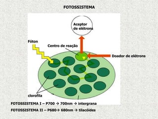 FOTOSSISTEMA
Centro de reação
Aceptor
de elétrons
Doador de elétrons
Fóton
clorofila
FOTOSSISTEMA I – P700  700nm  intergrana
FOTOSSISTEMA II – P680 680nm  tilacóides
 