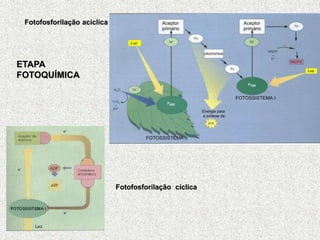 Fotofosforilação cíclica
Fotofosforilação acíclica
ETAPA
FOTOQUÍMICA
 