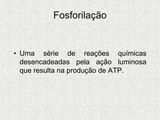 Fosforilação
• Uma série de reações químicas
desencadeadas pela ação luminosa
que resulta na produção de ATP.
 