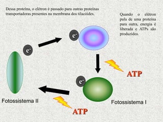 e-
e-
e-
ATP
ATP
Dessa proteína, o elétron é passado para outras proteínas
transportadoras presentes na membrana dos tilacóides. Quando o elétron
pula de uma proteína
para outra, energia é
liberada e ATPs são
produzidos.
Fotossistema II Fotossistema I
 