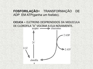 FOSFORILAÇÃO= TRANSFORMAÇÃO DE
ADP EM ATP(ganha um fosfato).
CICLICA = ELETRONS DESPRENDIDOS DA MOLECULA
DE CLOROFILA “A” VOLTAM A ELA NOVAMENTE.
.
 