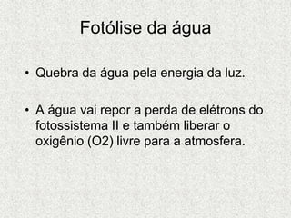 Fotólise da água
• Quebra da água pela energia da luz.
• A água vai repor a perda de elétrons do
fotossistema II e também liberar o
oxigênio (O2) livre para a atmosfera.
 