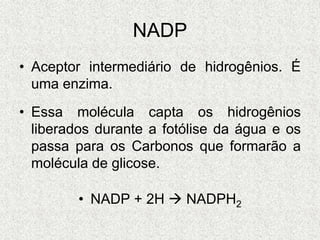 NADP
• Aceptor intermediário de hidrogênios. É
uma enzima.
• Essa molécula capta os hidrogênios
liberados durante a fotólise da água e os
passa para os Carbonos que formarão a
molécula de glicose.
• NADP + 2H  NADPH2
 