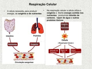 • A célula necessita, para produzir
energia, de oxigénio e de nutrientes
• Na respiração celular a célula utiliza o
oxigénio e liberta energia contida nos
nutrientes, produzindo dióxido de
carbono, vapor de água e outros
produtos tóxicos
Respiração Celular
 