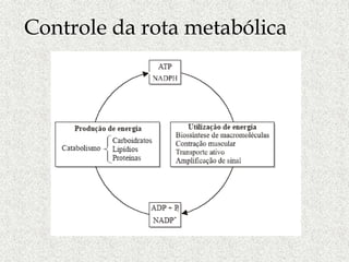 Controle da rota metabólica
 