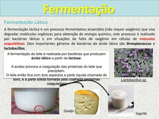 Fermentação
Fermentação Lática
A fermentação láctica é um processo fermentativo anaeróbio (não requer oxigênio) que visa
degradar moléculas orgânicas para obtenção de energia quimíca, este processo é realizado
por bactérias láticas e em situações de falta de oxigênio em células de músculos
esqueléticos. Dois importantes gêneros de bactérias do ácido lático são Streeptococcus e
lactobacillos.
Lactobacillus sp.
A fermentação do leite é realizada por bactérias que produzem
ácido lático a partir da lactose.
A acidez provoca a coagulação das proteínas do leite que
precipitam.
O leite então fica com dois aspectos a parte líquida chamada de
soro, e a parte sólida formada pela coalhada (proteínas
coaguladas)
Queijo
Iogurte
 