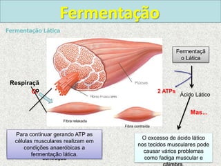Fermentação
Fermentação Lática
As fibras musculares são células
que necessitam constantemente de
O2 para realizar sua função de
contração
Durante uma atividade física
prolongada a quantidade de O2
que chegam as fibras é limitada.
Para continuar gerando ATP as
células musculares realizam em
condições anaeróbicas a
fermentação lática.
O excesso de ácido lático
nos tecidos musculares pode
causar vários problemas
como fadiga muscular e
Fibra relaxada
Fibra contraída
O2
Respiraçã
o
Glicose
Ácido Lático
2 ATPs
Fermentaçã
o Lática
Mas...
 