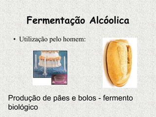 Fermentação Alcóolica
• Utilização pelo homem:
Produção de pães e bolos - fermento
biológico
 