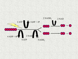 +
+
2 ATP 2 ADP + 2P
4 ATP
4 ADP + 4P 2 NAD
2
NADH2
2 NAD
2 NADH2
 